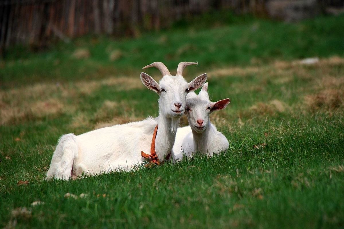 أسماء حيوانات بحرف العين