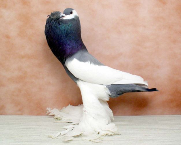 ريفيرسينج بوتر ريفيرسينج بوتر