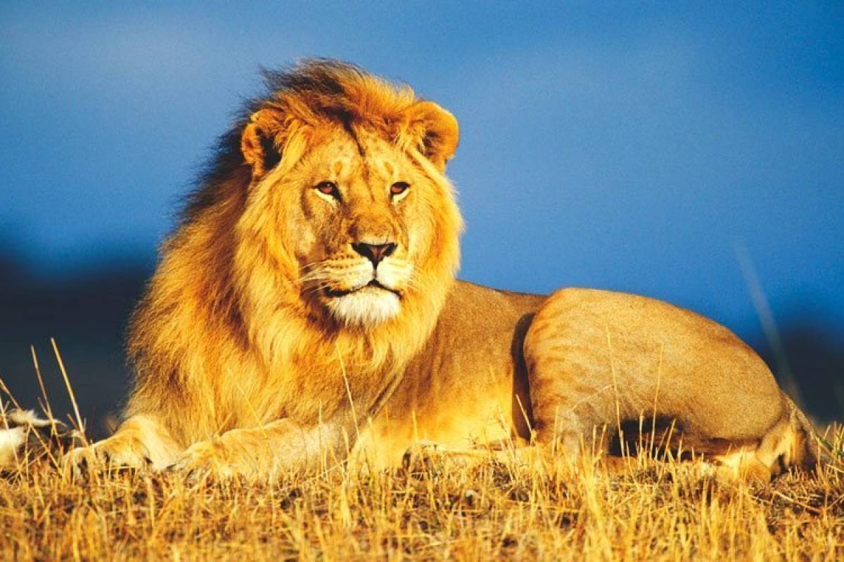 صور الاسد صور حيوانات