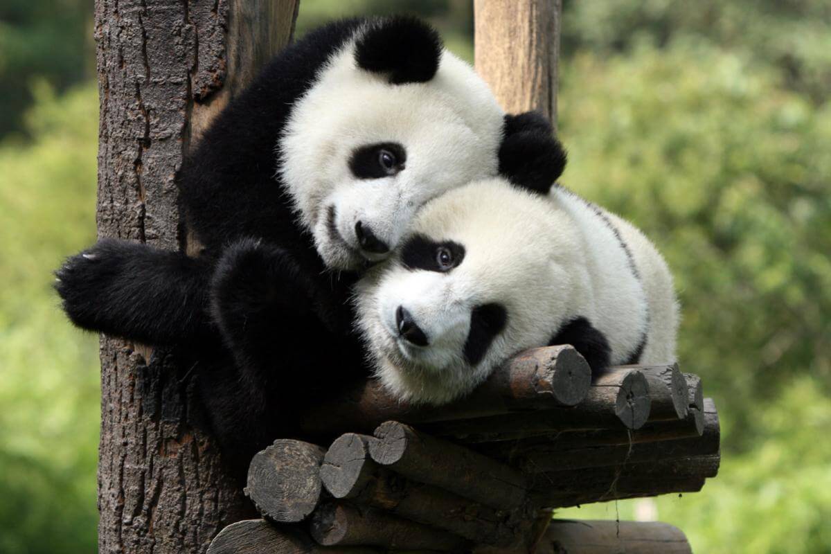 صور الباندا صور حيوانات