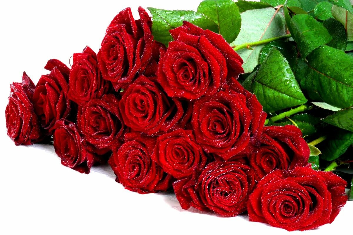 صور ورد احمر