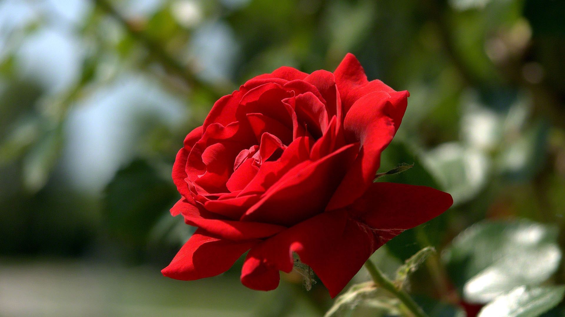 صور ورد احمر