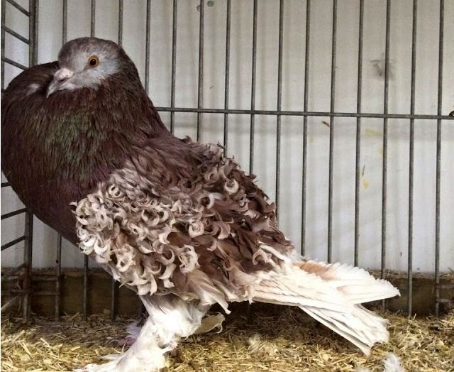 نفاخ كيرلي نفاخ كيرلي