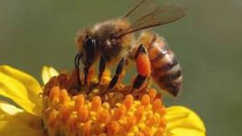 بحث عن سورة النحل شامل مكتوب