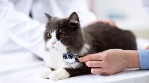 علامات وتشخيص تسمم القطط وعلاجه مجرب