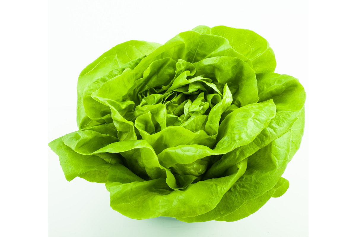 رجيم الخس رجيم الخس