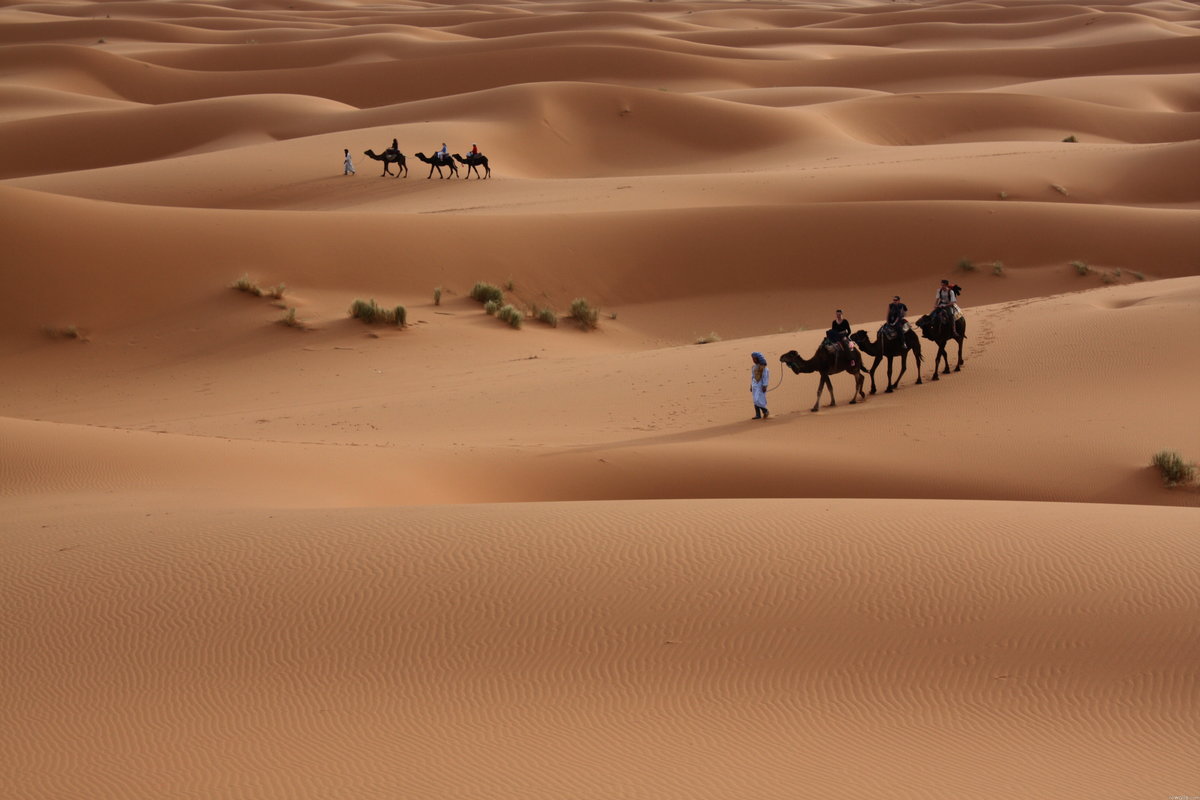 الرهيدي وش يرجع اصل قبيلة الرهيدي بالتفصيل