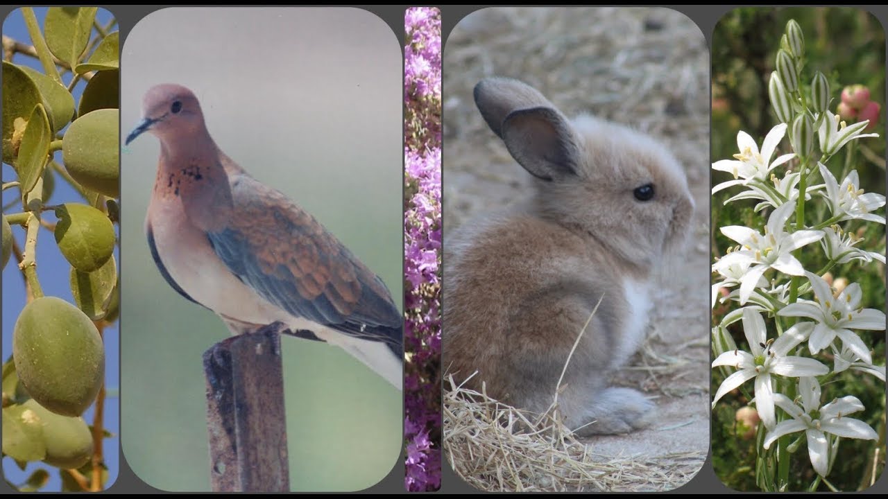 بحث عن التنوع الحيوي والمحافظة عليه