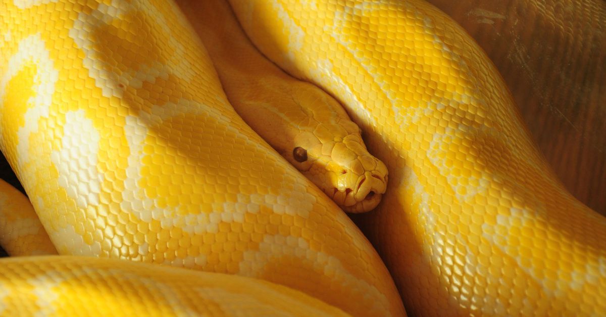 تفسير رؤية الثعبان الاصفر في المنام التفسيرات الشاملة الصحيحة