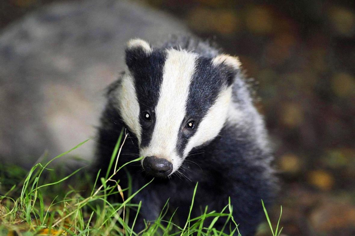 ماذا تعرف عن حيوان الغرير