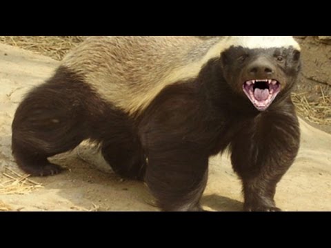 حيوان الغرير