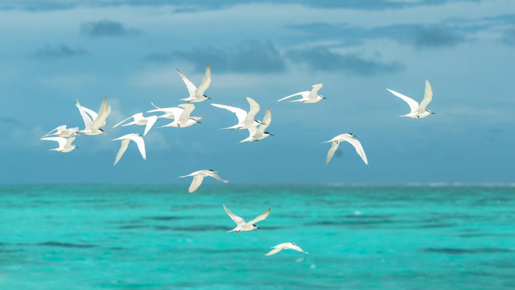 تفسير رؤية الطيور في المنام التفسير الشامل الصحيح