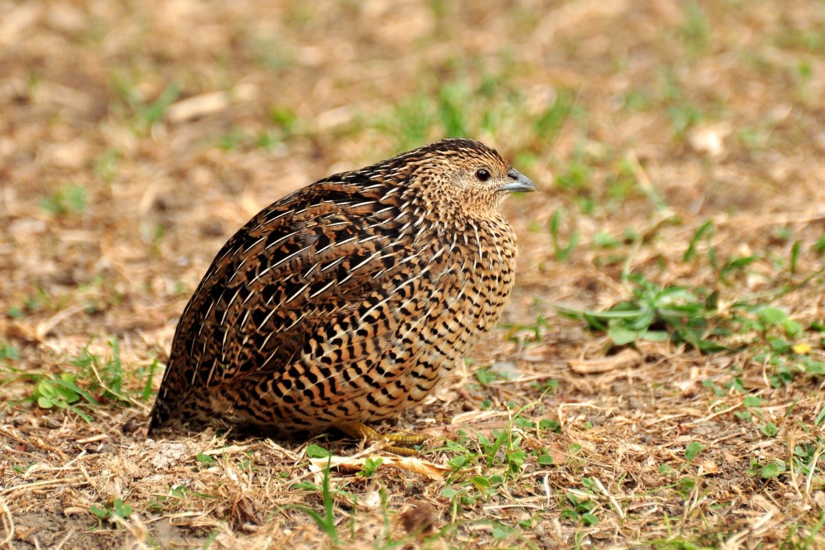 معلومات حول طائر السمان