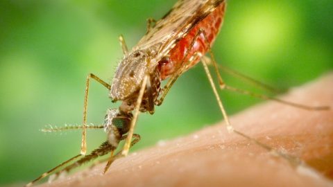 13 من اعراض مرض الملاريا الواضحه في بدايته واسبابه وعلاجه