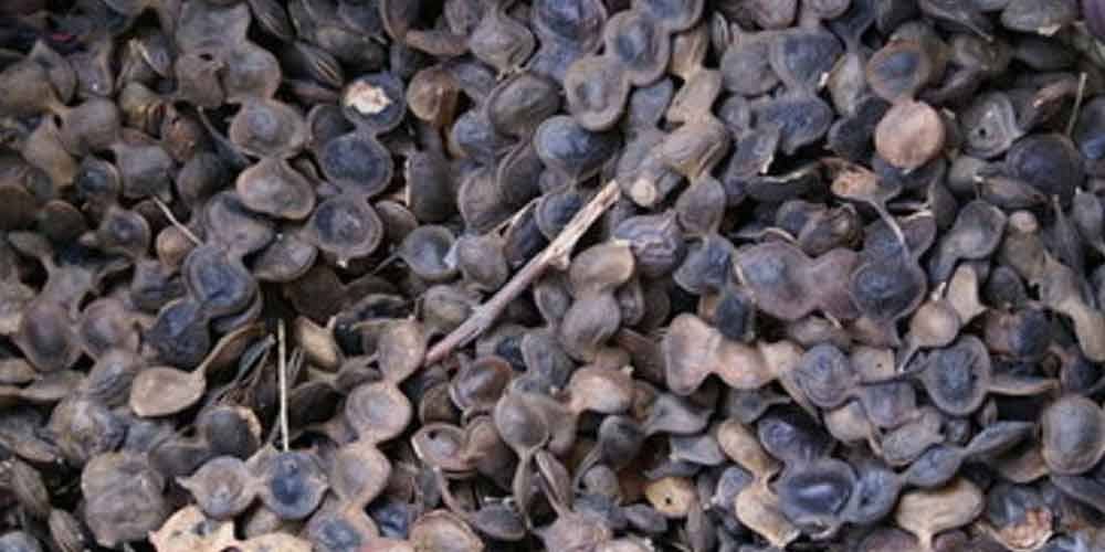 فوائد عشبة القرض و هل تشرب عشبة القرض