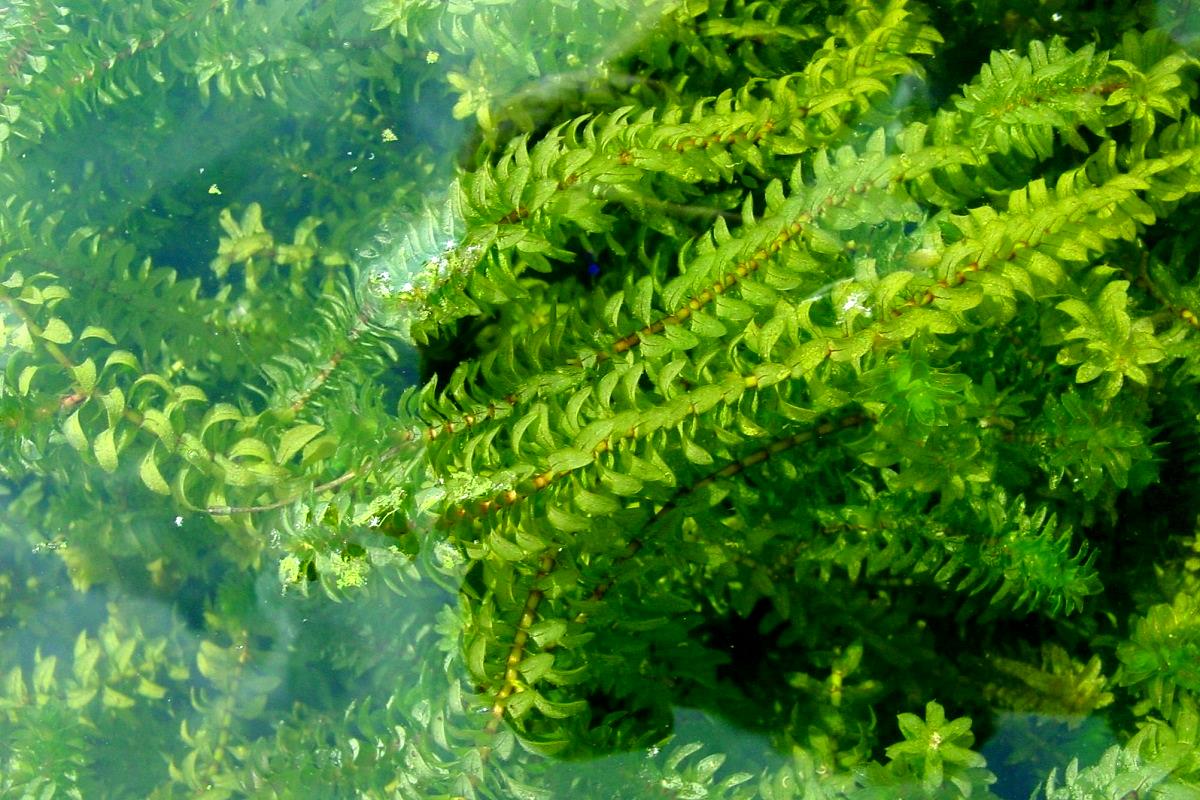 ما هو نبات الايلوديا Elodea