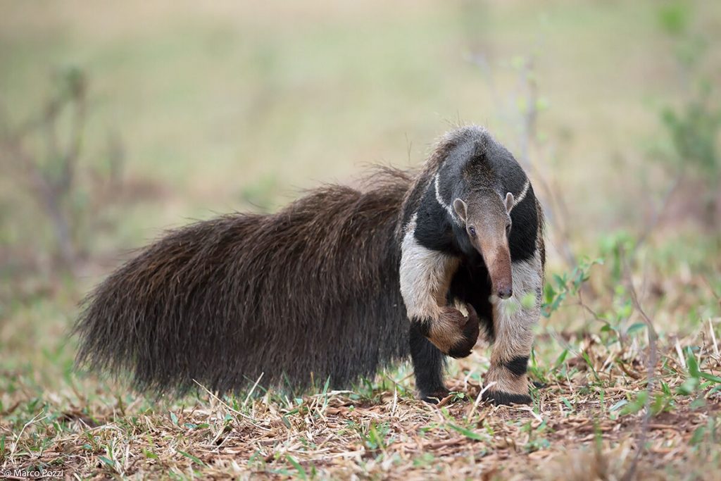 خصائص الثدييات خصائص الثدييات