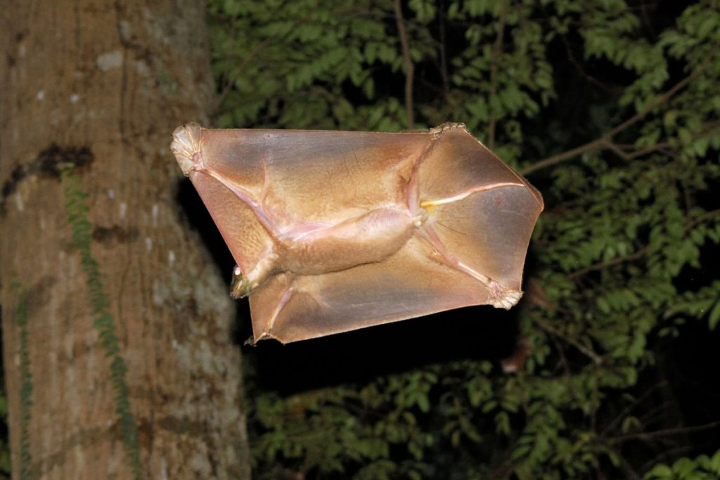 خصائص الثدييات خصائص الثدييات