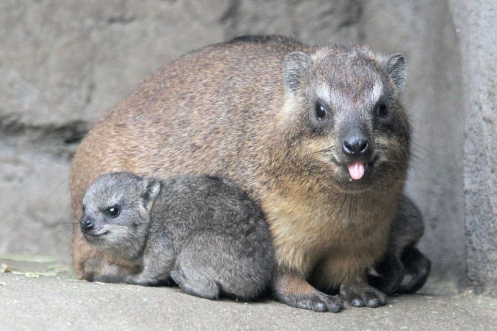 خصائص الثدييات خصائص الثدييات