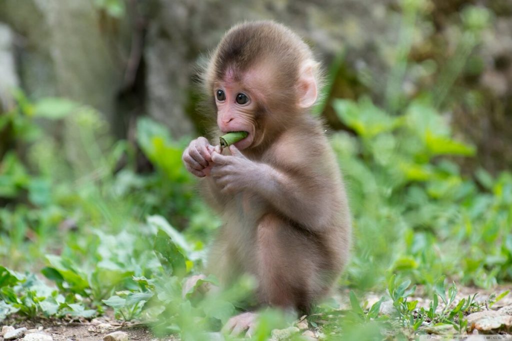 خصائص الثدييات خصائص الثدييات