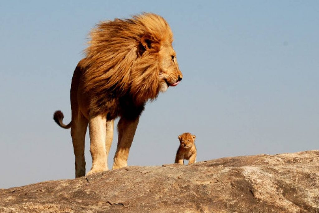 خصائص الثدييات خصائص الثدييات