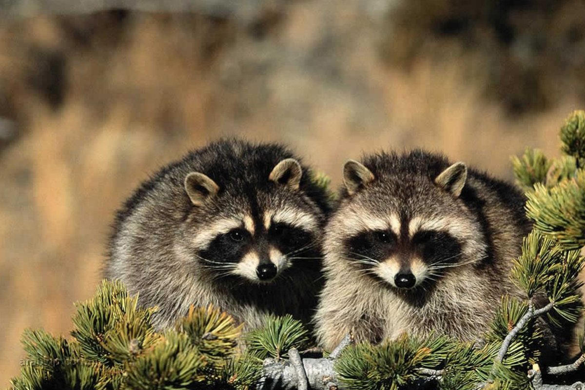 ما اسم حيوان بحرف الراء ر