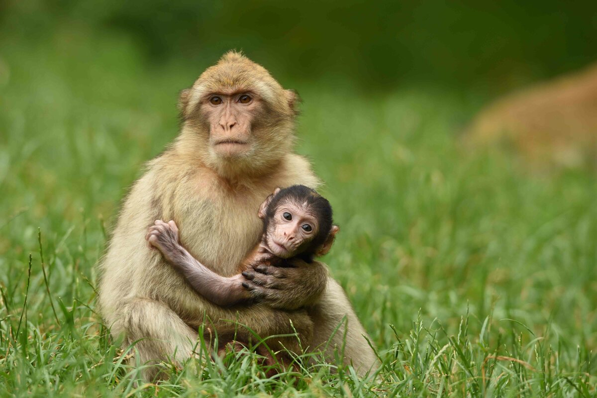 تفسير رؤية القرد في المنام لابن سيرين خير أو شر