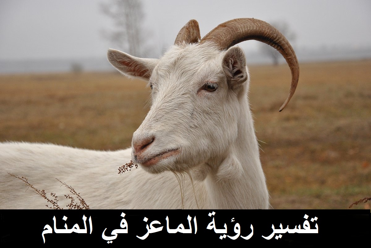 تفسير رؤيا الماعز في المنام لابن سيرين في الخير والشر