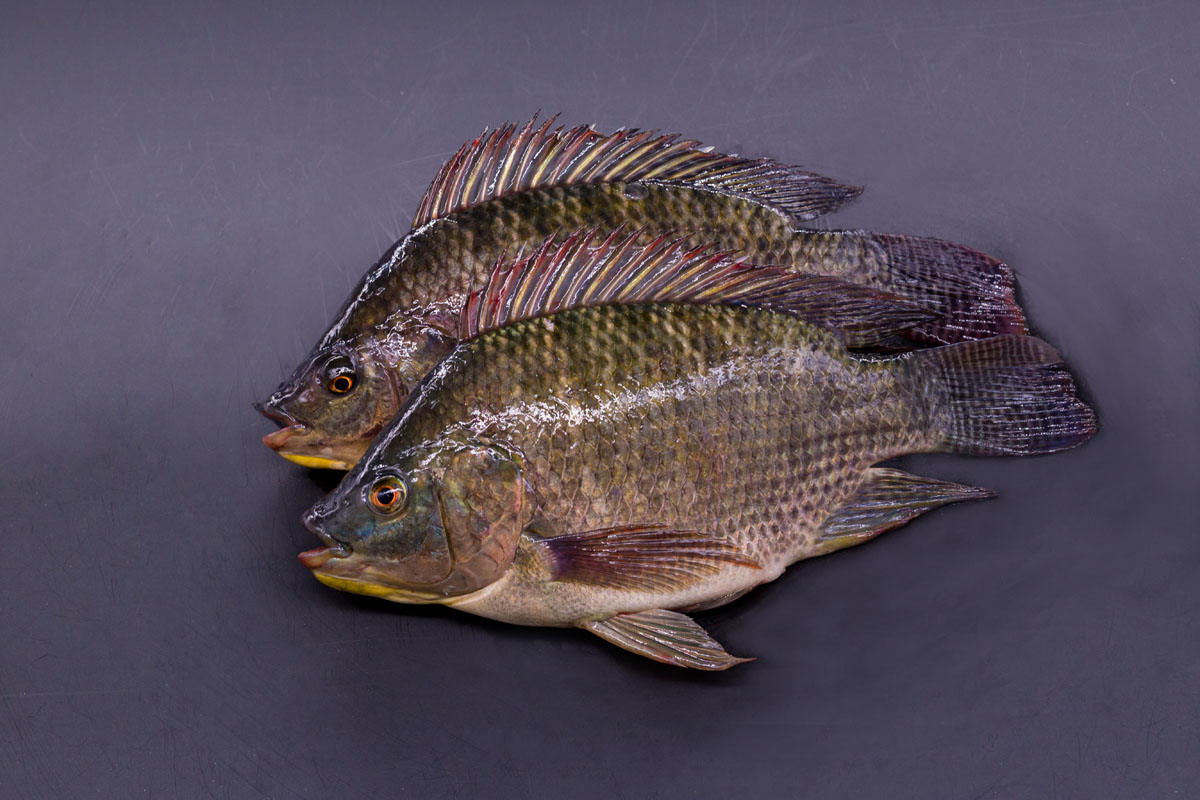 اسرار تفسير رؤية السمك بالمنام التفسيرات الصحيحة لحلم الاسماك