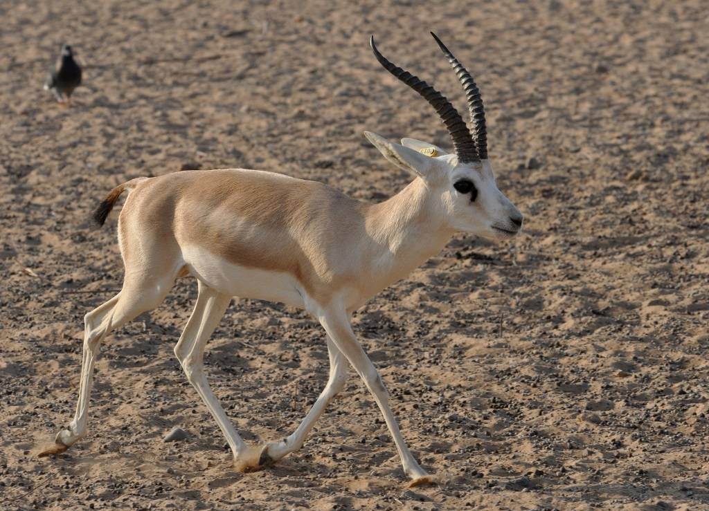 حيوان بحرف الراء فقط ر