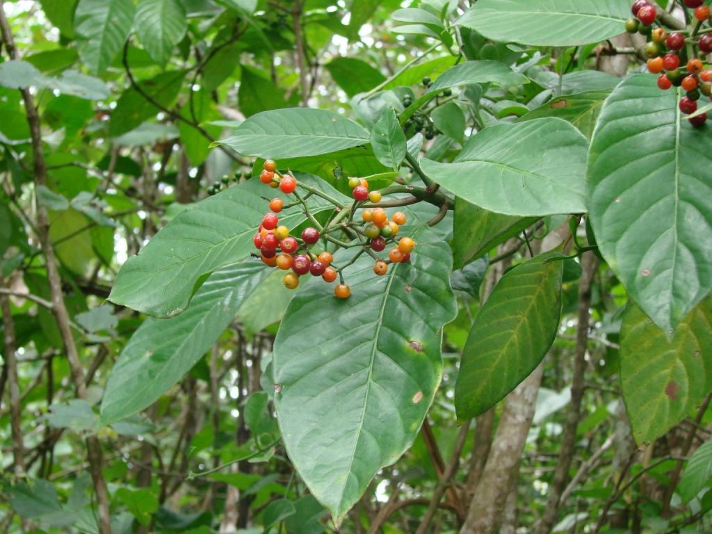 ما هي فوائد عرق الذهب للصحة والجسم