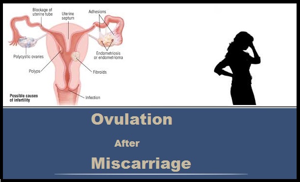 متى يرجع الرحم بعد الاجهاض متى يرجع الرحم بعد الاجهاض