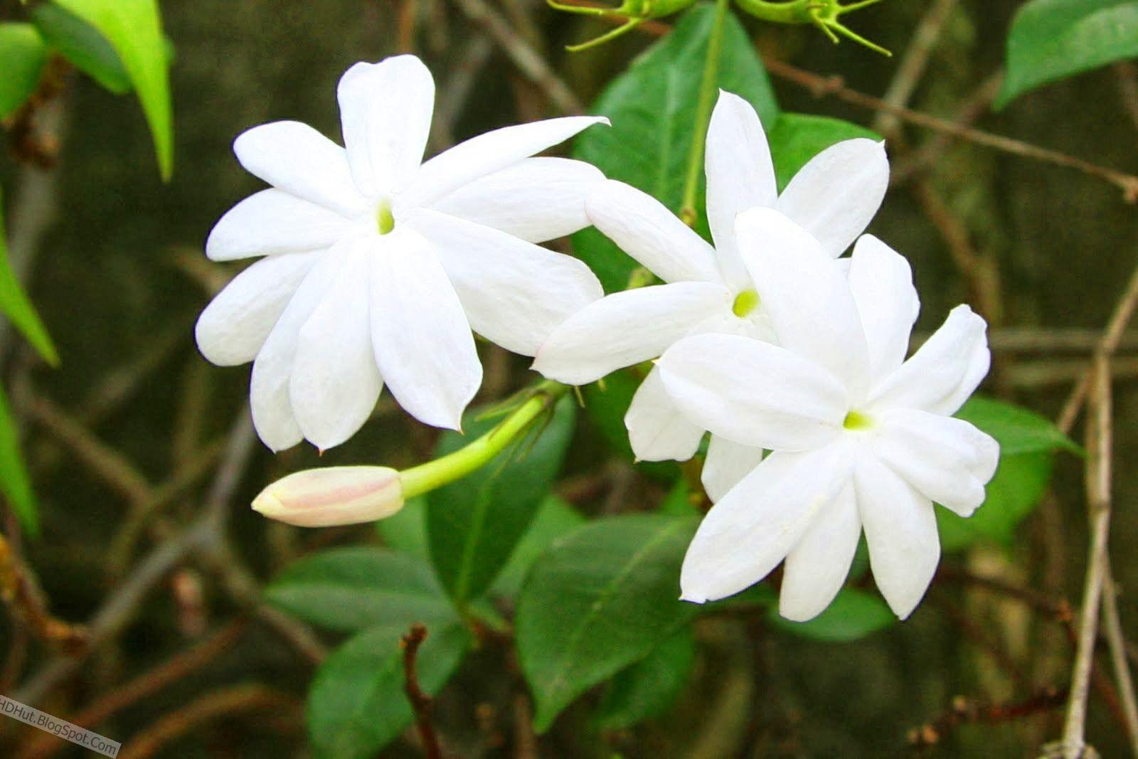 تفسير الفل في المنام لابن سيرين في الخير والشر