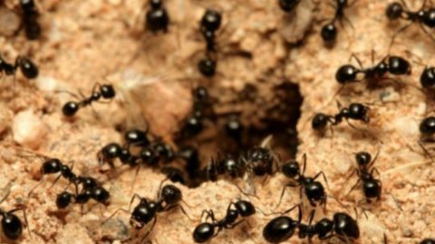 اسباب ظهور النمل في المنزل وعلاجه