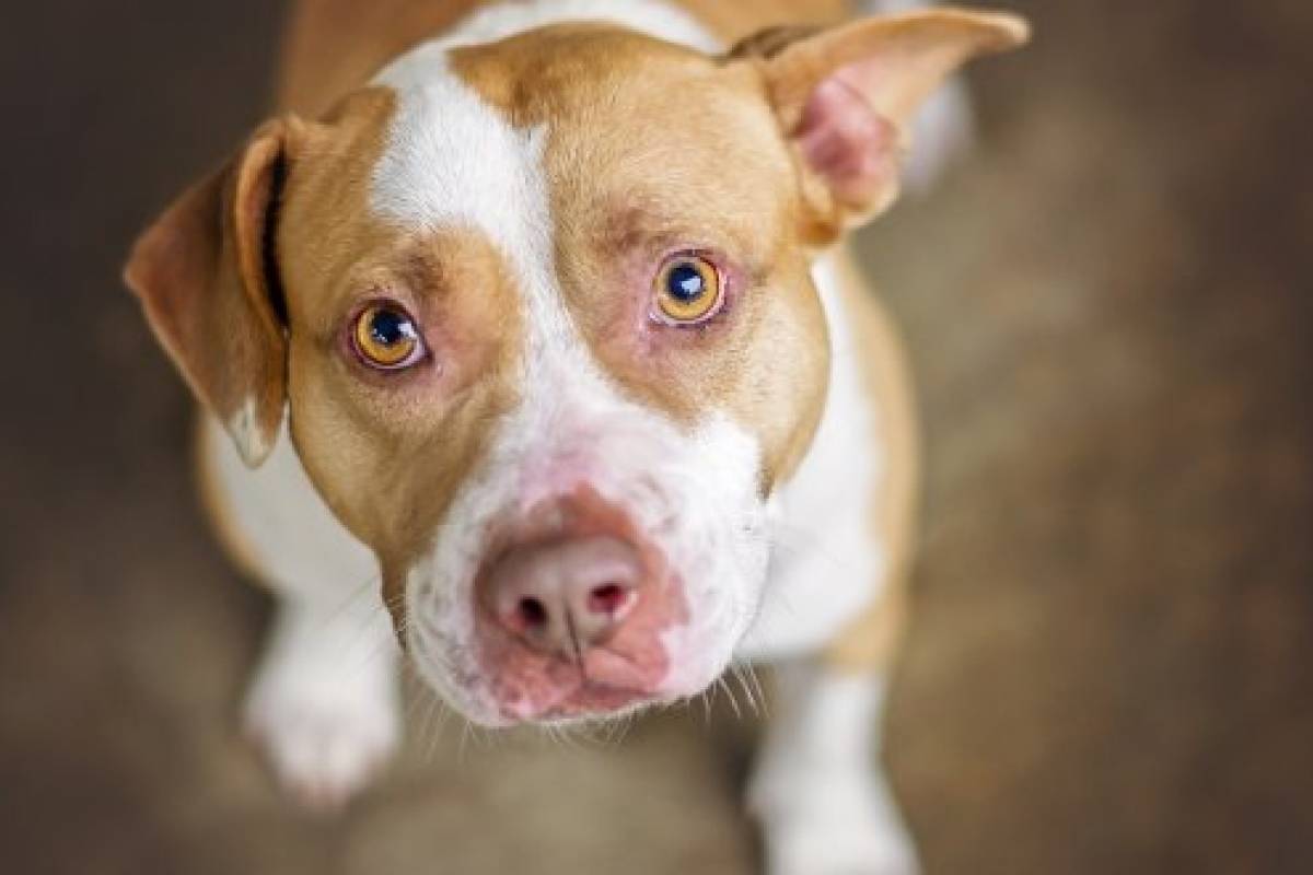 جديد أحلى اسماء كلاب ذكور بيتبول بالعربى والانجليزي 2021