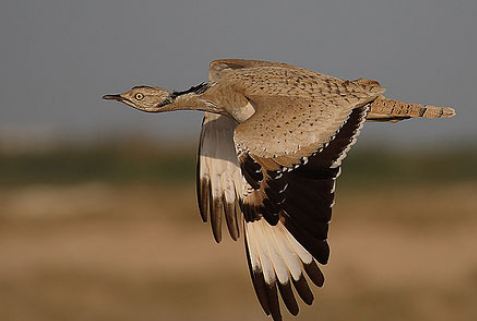 أبو الفصاد طائر الحباري