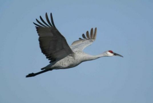 طائر الكركي طائر الكركي