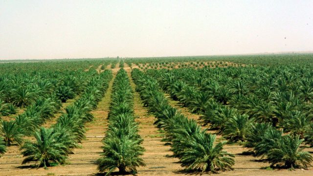 معلومات عن تاريخ الزراعة في السعودية