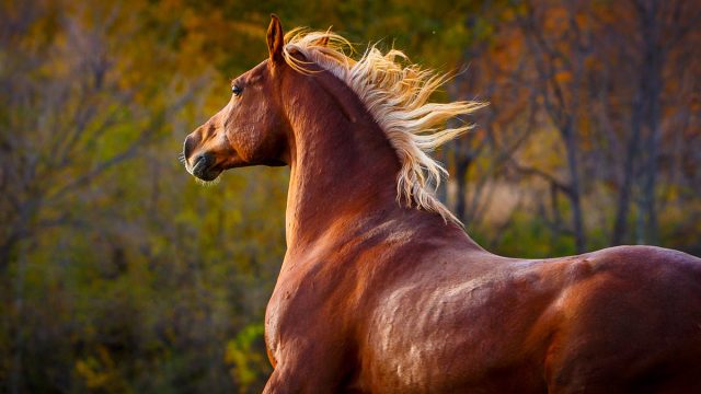 تفسير الحصان البني في المنام للعزباء والمتزوجة والحامل والرجل - موسوعة