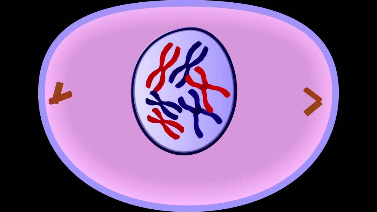 مفهوم الانقسام المتساوي ومراحله وأهميته