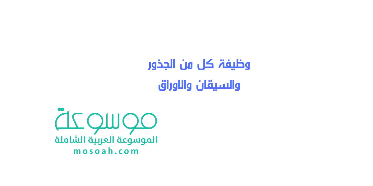 تقرير عن وظيفة كل من الجذور والسيقان والاوراق