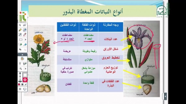 خصائص النباتات المغطاة البذور