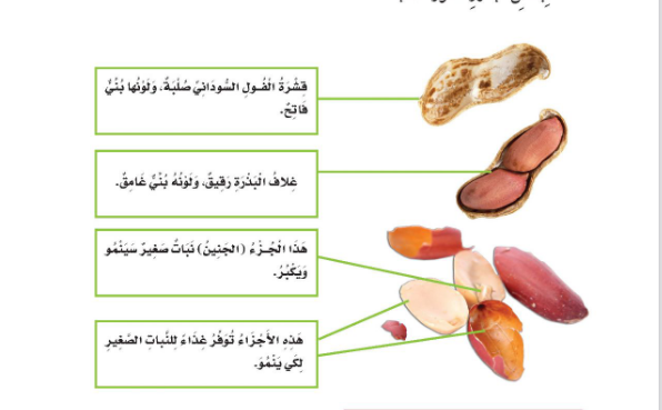 ما هو جزء النبات الذي ينتج البذور ما هو جزء النبات الذي ينتج البذور