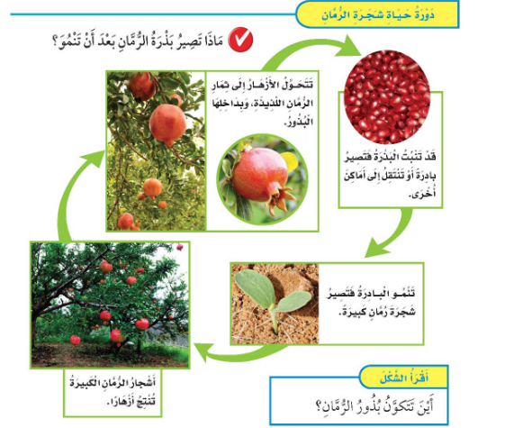 ما هو جزء النبات الذي ينتج البذور ما هو جزء النبات الذي ينتج البذور