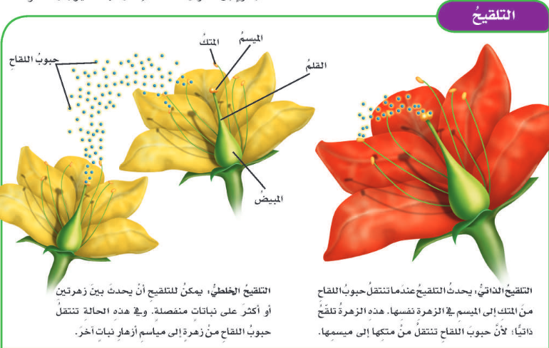 ان دور النحلة في عملية تكاثر نبات مغطى البذور هو ان دور النحلة في عملية تكاثر نبات مغطى البذور هو