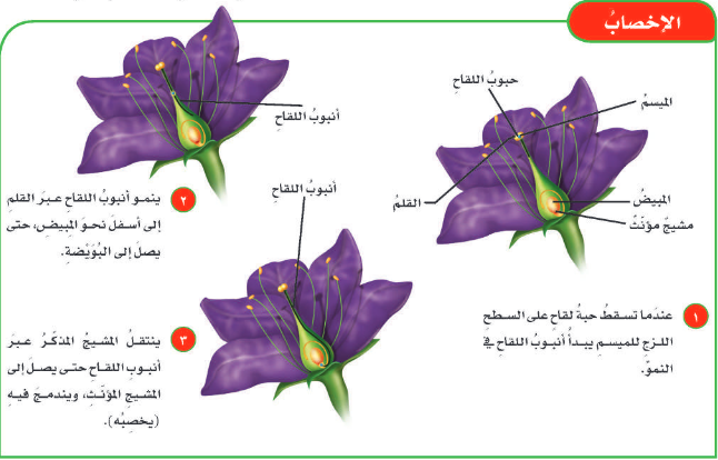 ان دور النحلة في عملية تكاثر نبات مغطى البذور هو ان دور النحلة في عملية تكاثر نبات مغطى البذور هو