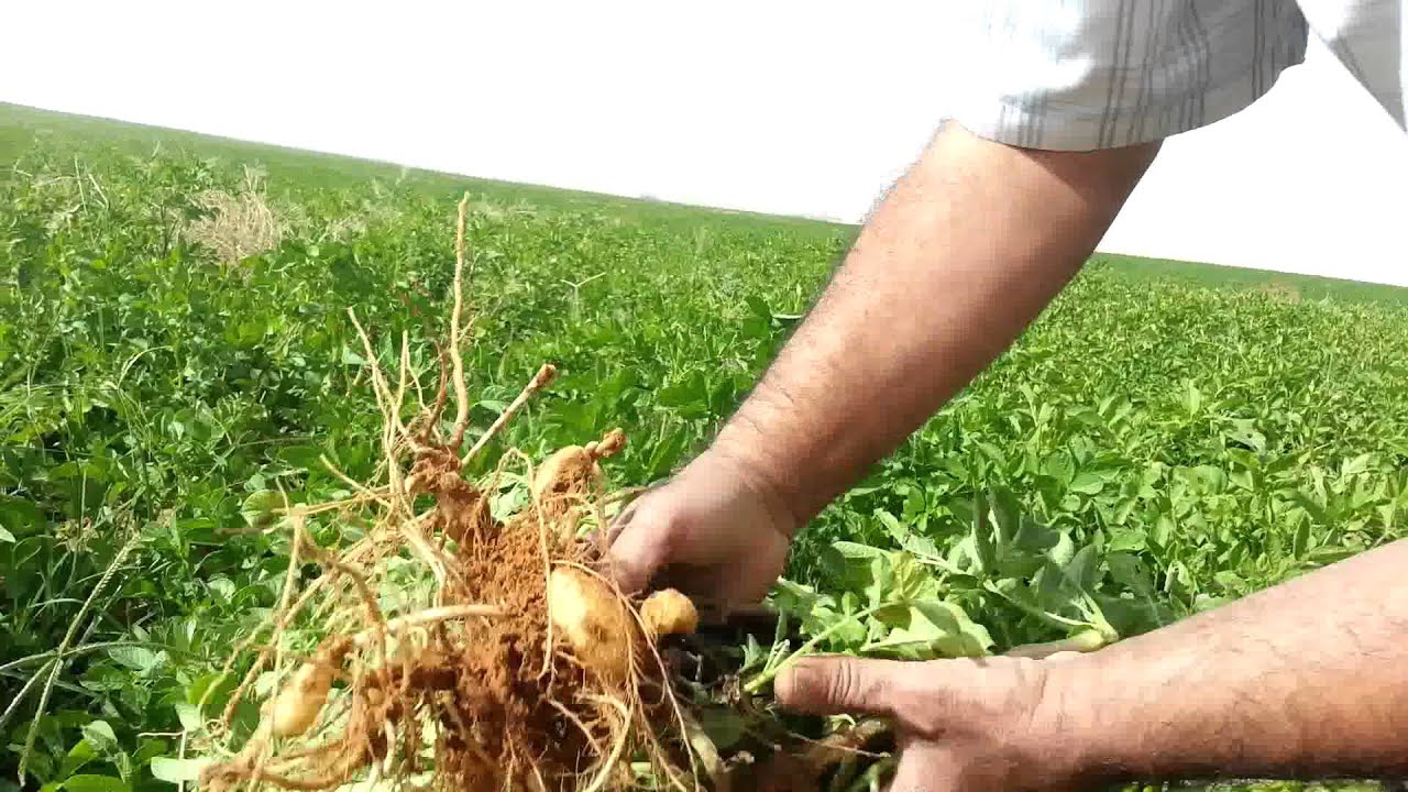 اذكر جملة يواسى بها من تلفت مزروعاته