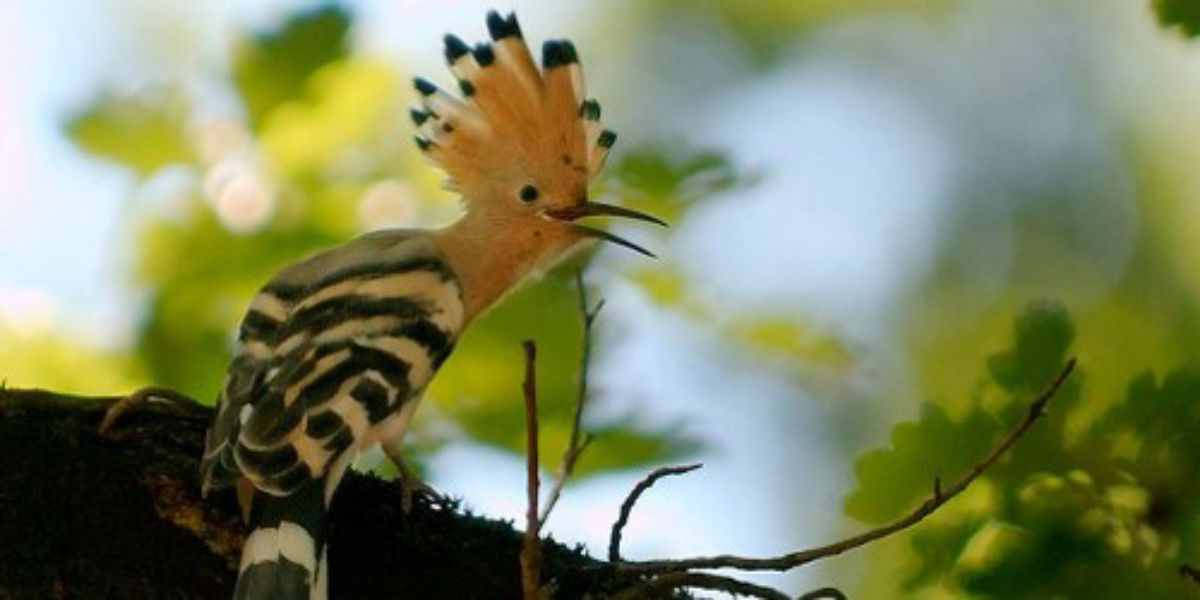 ما هو الطائر الذي يحرم قتله في الحل والحرم