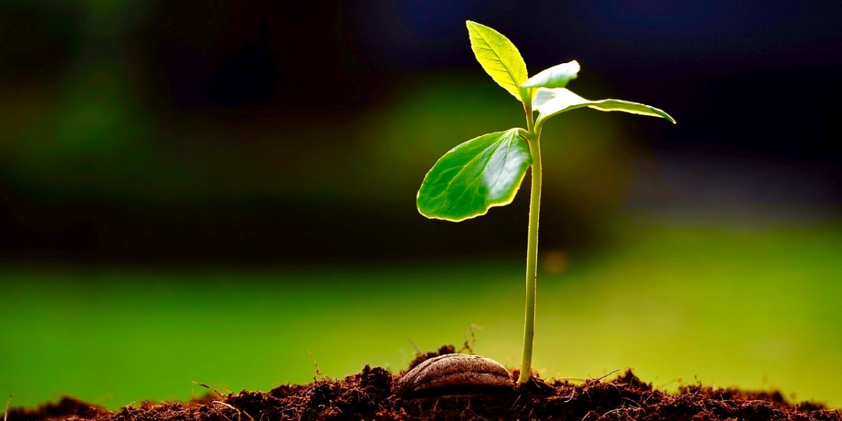 بحث عن النباتات الوعائية اللابذرية