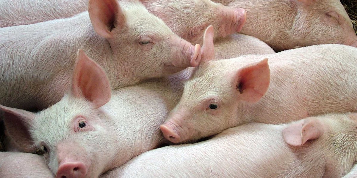 لماذا الخنزير لا ينظر للسماء .. سبب تحريم أكل لحم الخنزير